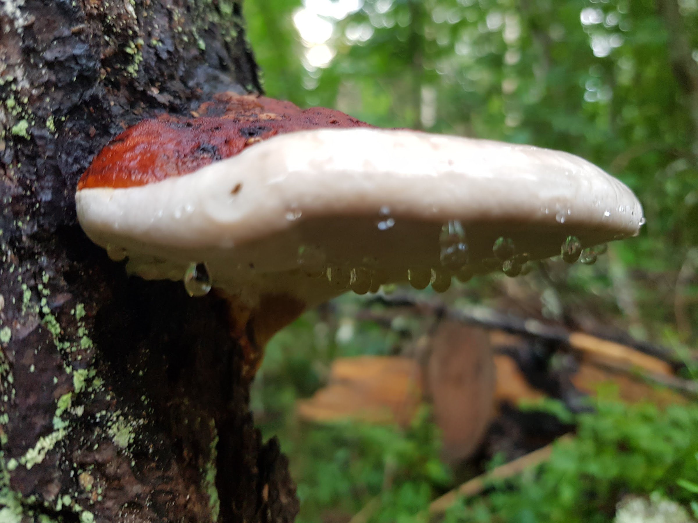 Garphyttan Nationalpark